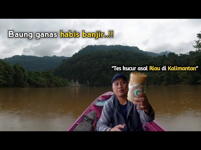 Gak nyangka? Kucur asal Riau ini langsung dapat sambaran ganas di sungai Kalimantan