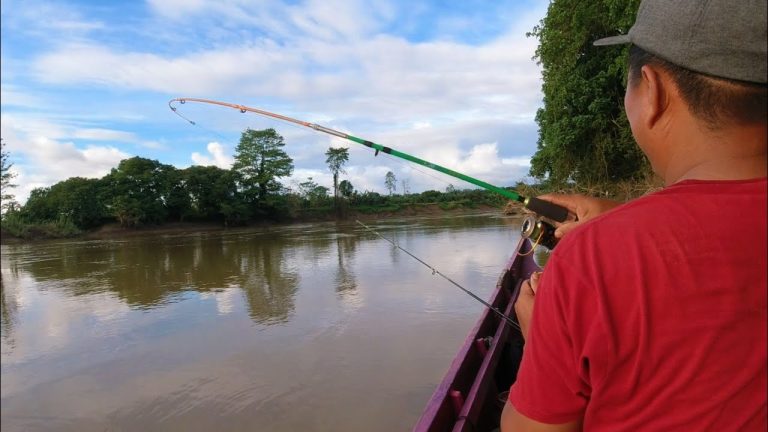 Mancing ikan predator, semakin sore ikannya rakus-rakus.!!