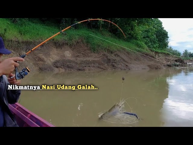 Rejeki mancing udang galah dan Baung babon di air keruh || NIKMATNYA NASI UDANG GALAH