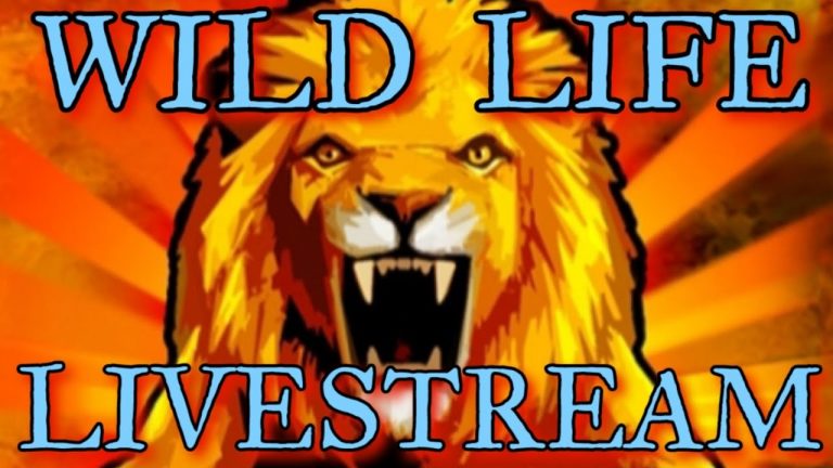 Wildlife LIVESTREAM / Let’s BRING IT!