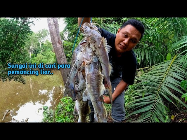 Mancing blusukan di sungai pasang surut yang banyak di huni ikan predator babon