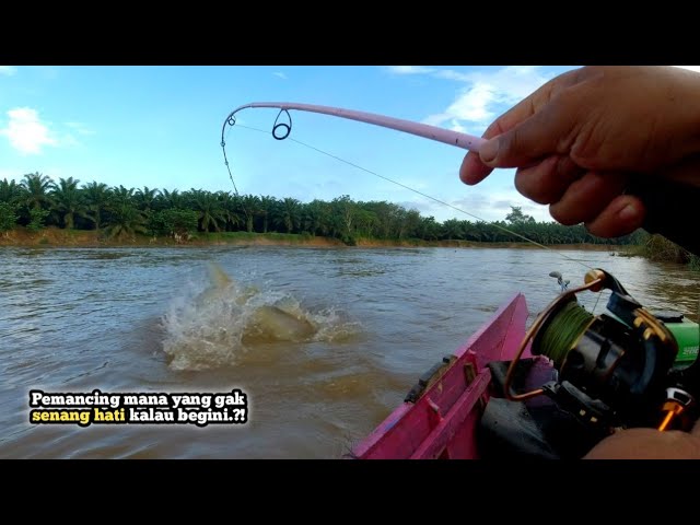 Beruntungnya pemancing ini, masih pagi mancing sebentar dapat rejeki ikan besar