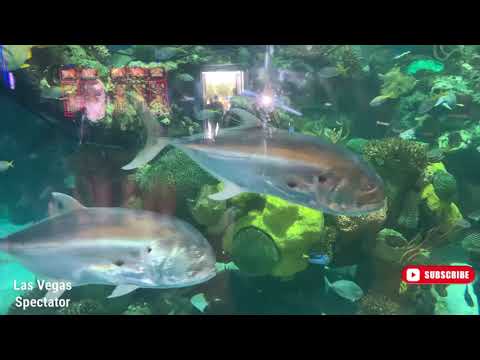 Big Fish Tank Silverton Casino Las Vegas 7/13/2022