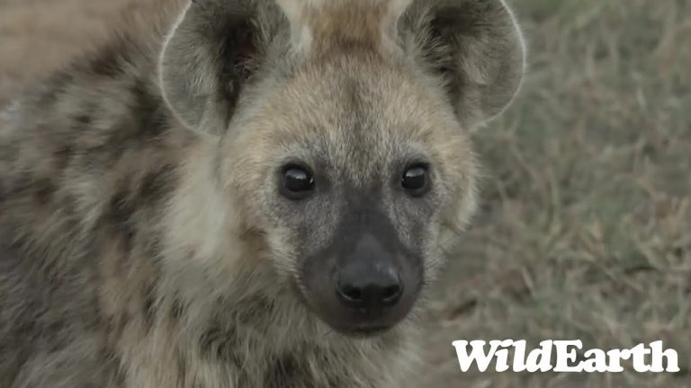 WildEarth – Sunset Safari – 06 Oct 2022