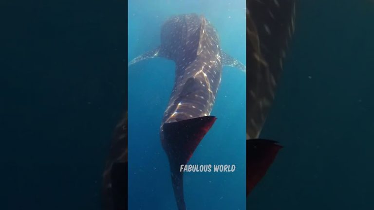 WHALE SHARK | unbelievable scenes